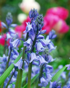 Hyacinthoides hispanica excelsior.jpg